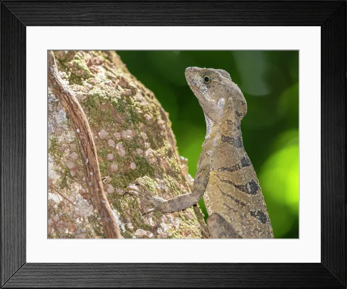 Framed Print : An adult female common basilisk (Basiliscus basiliscus) on a tree next to a stream in Caletas, Costa Rica, Central America Framed Print : An adult female common basilisk (Basiliscus basiliscus) on a tree next to a stream in Caletas, Costa Rica, Central America