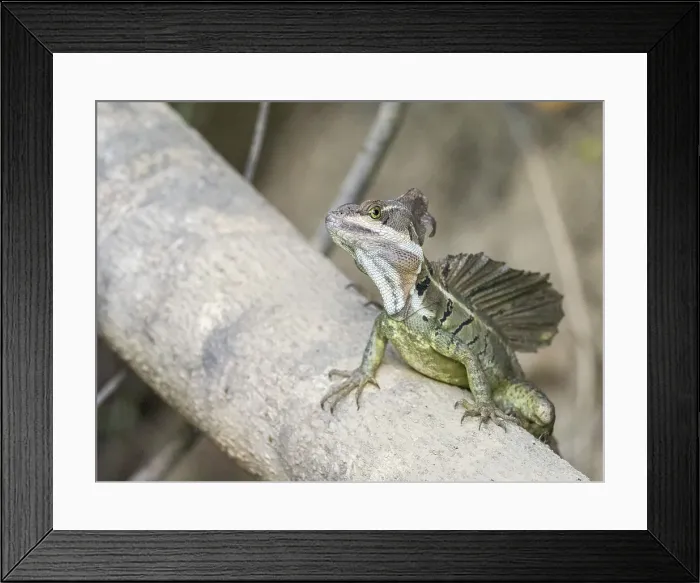 Framed Print : An adult male common basilisk (Basiliscus basiliscus) on a log next to a stream in Caletas, Costa Rica, Central America Framed Print : An adult male common basilisk (Basiliscus basiliscus) on a log next to a stream in Caletas, Costa Rica, Central America