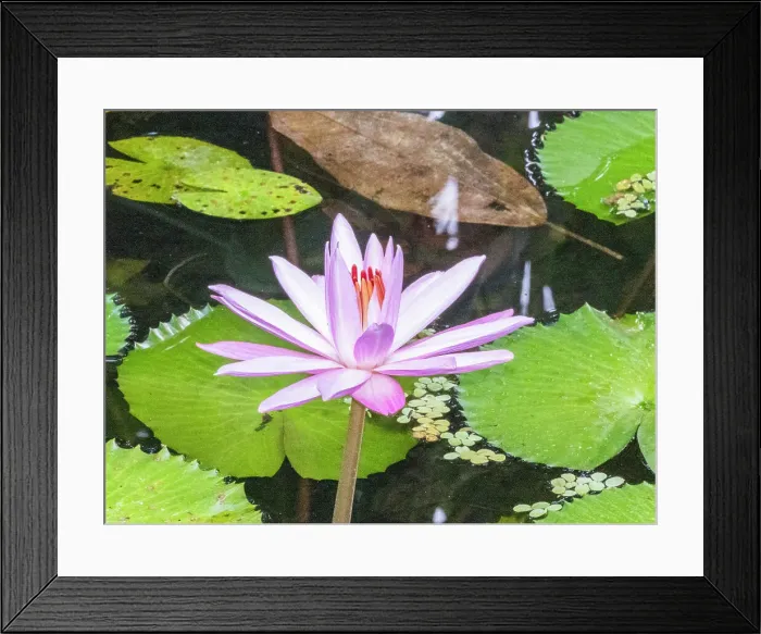 Framed Print : An Egyptian white water-lily (Nymphaea lotus) growing in the rainforest at Playa Blanca, Costa Rica, Central America Framed Print : An Egyptian white water-lily (Nymphaea lotus) growing in the rainforest at Playa Blanca, Costa Rica, Central America