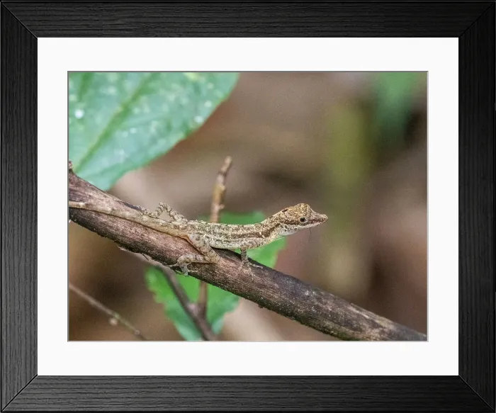Framed Print : An adult border anole (Anolis limifrons) in a tree at Playa Blanca, Costa Rica, Central America Framed Print : An adult border anole (Anolis limifrons) in a tree at Playa Blanca, Costa Rica, Central America