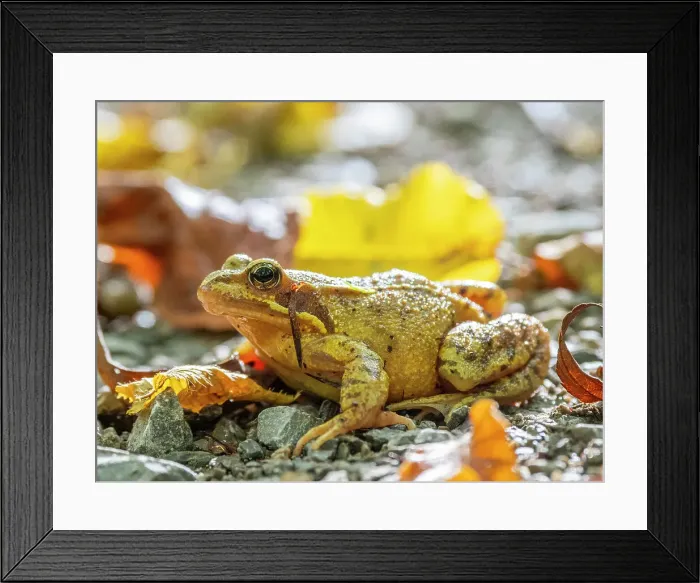 Framed Print : An adult European common frog (Rana temporaria) on the ground in Hainich National Park, Thuringia, Germany, Europe Framed Print : An adult European common frog (Rana temporaria) on the ground in Hainich National Park, Thuringia, Germany, Europe