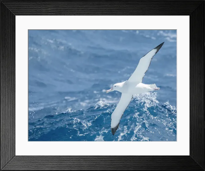 Framed Print : An adult wandering albatrosss (Diomedea exulans) in flight in the Drake Passage, Argentina, South America