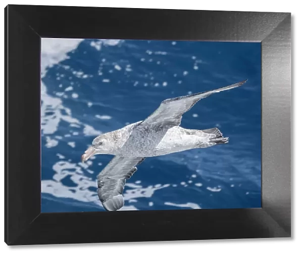 An adult northern giant petrel (Macronectes halli) in flight in the Drake Passage, Argentina, South America