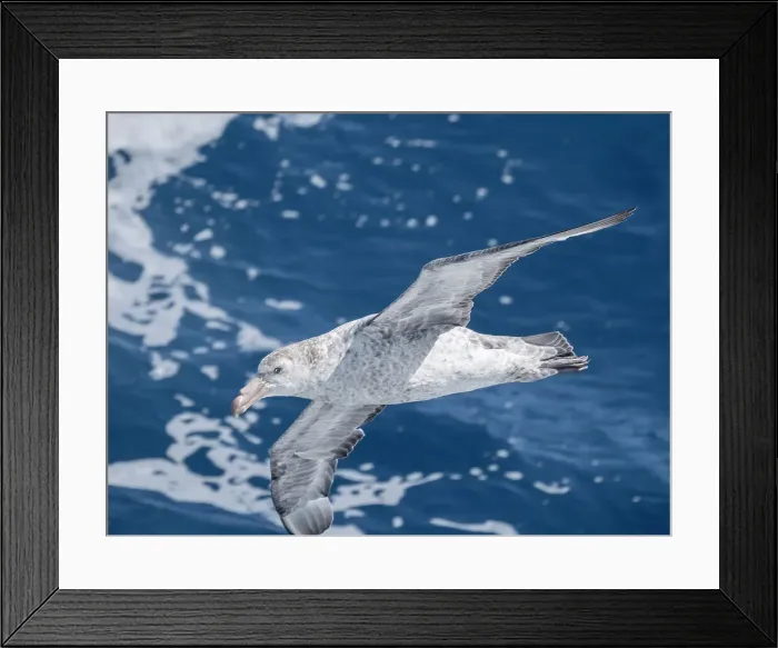 Framed Print : An adult northern giant petrel (Macronectes halli) in flight in the Drake Passage, Argentina, South America Framed Print : An adult northern giant petrel (Macronectes halli) in flight in the Drake Passage, Argentina, South America