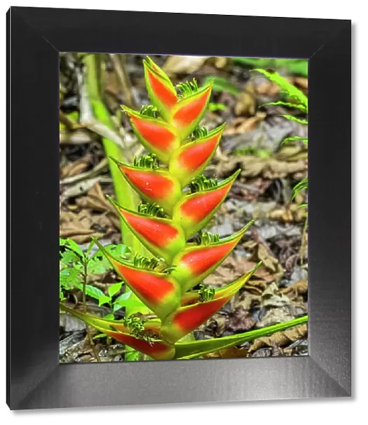 A Heliconia (Heliconia wagneriana) just starting to flower in Rio Seco, Costa Rica, Central America