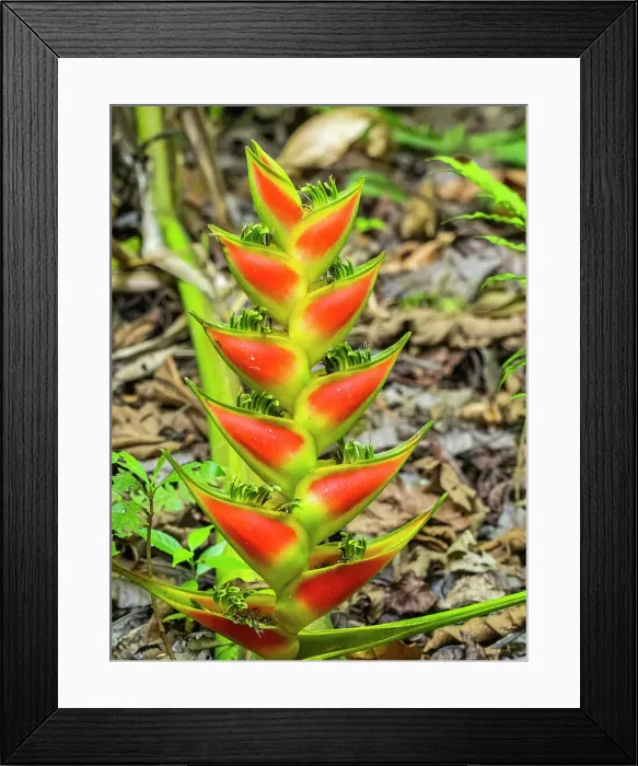 Framed Print : A Heliconia (Heliconia wagneriana) just starting to flower in Rio Seco, Costa Rica, Central America Framed Print : A Heliconia (Heliconia wagneriana) just starting to flower in Rio Seco, Costa Rica, Central America