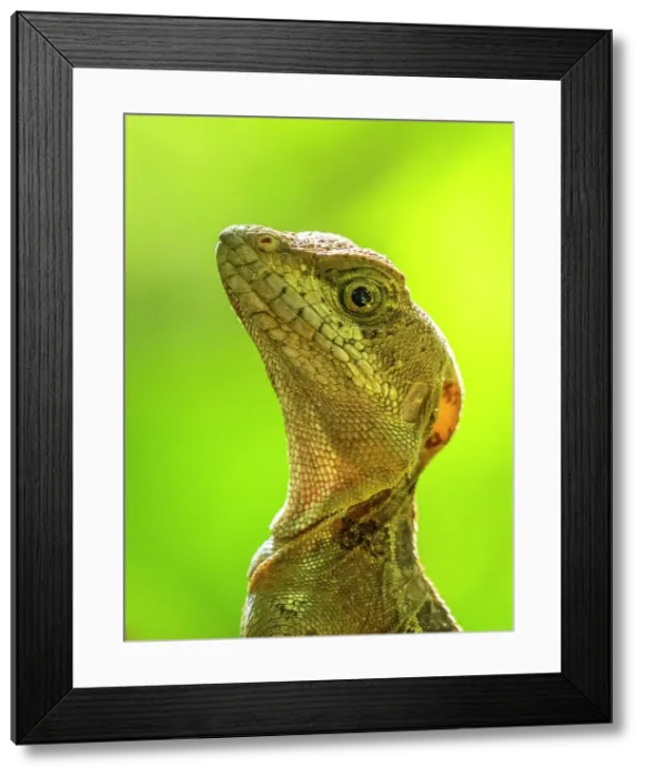 Framed Print : A juvenile male common basilisk (Basiliscus basiliscus) on a tree next to a stream in Caletas, Costa Rica, Central America Framed Print : A juvenile male common basilisk (Basiliscus basiliscus) on a tree next to a stream in Caletas, Costa Rica, Central America