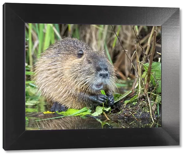 An adult nutria (Myocastor coypus), an invasive species introduced from South America, Spree Forest, Germany, Europe