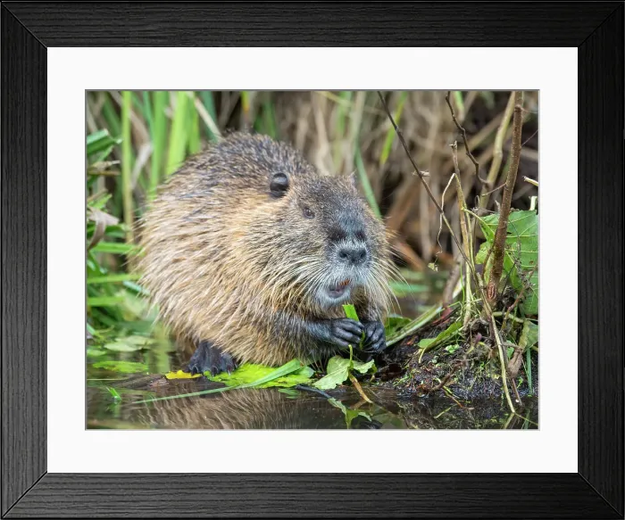 Framed Print : An adult nutria (Myocastor coypus), an invasive species introduced from South America, Spree Forest, Germany, Europe Framed Print : An adult nutria (Myocastor coypus), an invasive species introduced from South America, Spree Forest, Germany, Europe