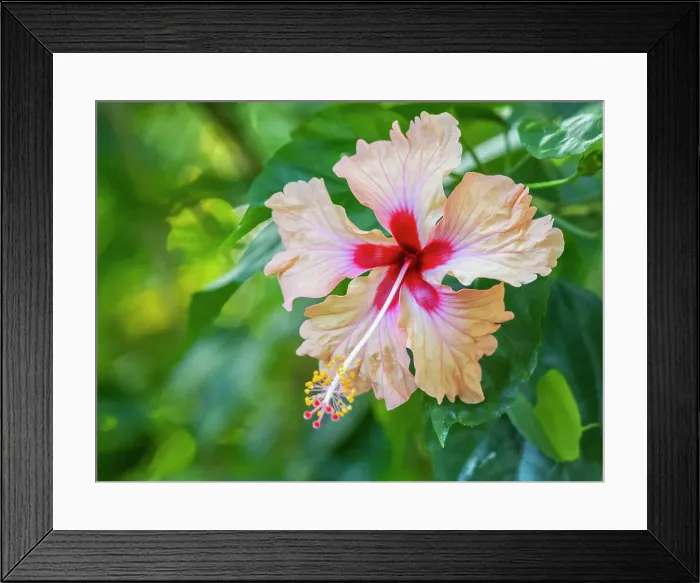 Framed Print : A Chinese hibiscus (Hibiscus rosa-sinensis) growing in the rainforest at Playa Blanca, Costa Rica, Central America