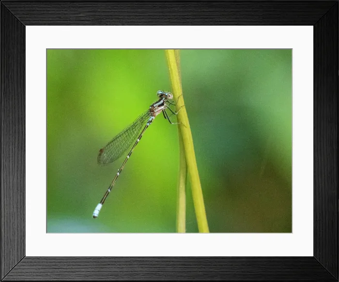 Framed Print : An adult purple dancer damselfly (Argia pulla) perched in a tree at Playa Blanca, Costa Rica, Central America Framed Print : An adult purple dancer damselfly (Argia pulla) perched in a tree at Playa Blanca, Costa Rica, Central America