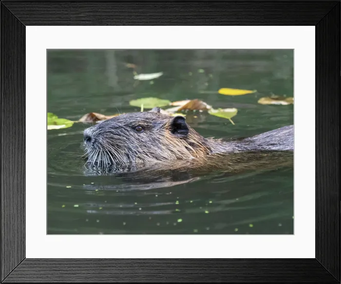Framed Print : An adult nutria (Myocastor coypus), an invasive species introduced from South America, Spree Forest, Germany, Europe Framed Print : An adult nutria (Myocastor coypus), an invasive species introduced from South America, Spree Forest, Germany, Europe