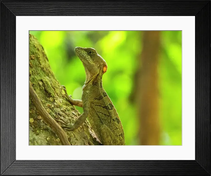 Framed Print : A juvenile male common basilisk (Basiliscus basiliscus) on a tree next to a stream in Caletas, Costa Rica, Central America Framed Print : A juvenile male common basilisk (Basiliscus basiliscus) on a tree next to a stream in Caletas, Costa Rica, Central America