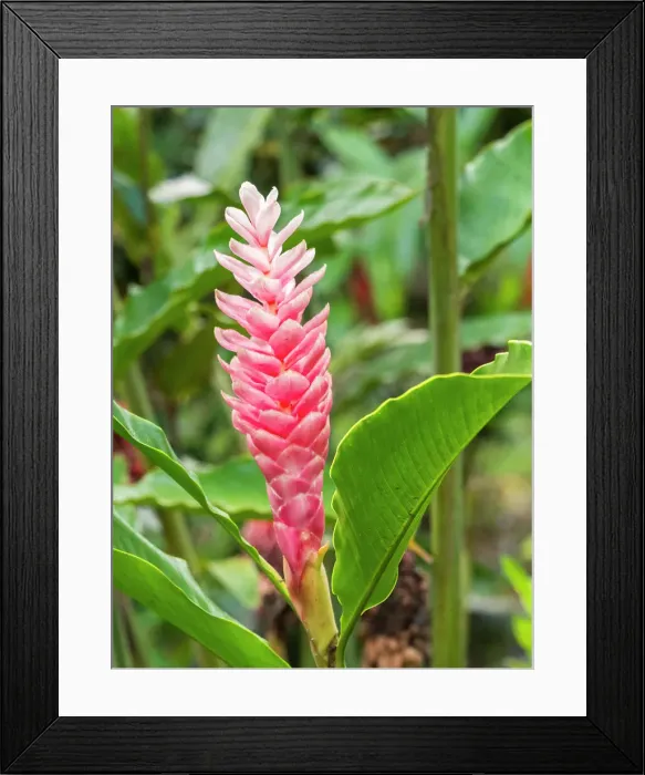 Framed Print : Red ginger (Alpinia purpurata) growing in the rainforest at Playa Blanca, Costa Rica, Central America Framed Print : Red ginger (Alpinia purpurata) growing in the rainforest at Playa Blanca, Costa Rica, Central America