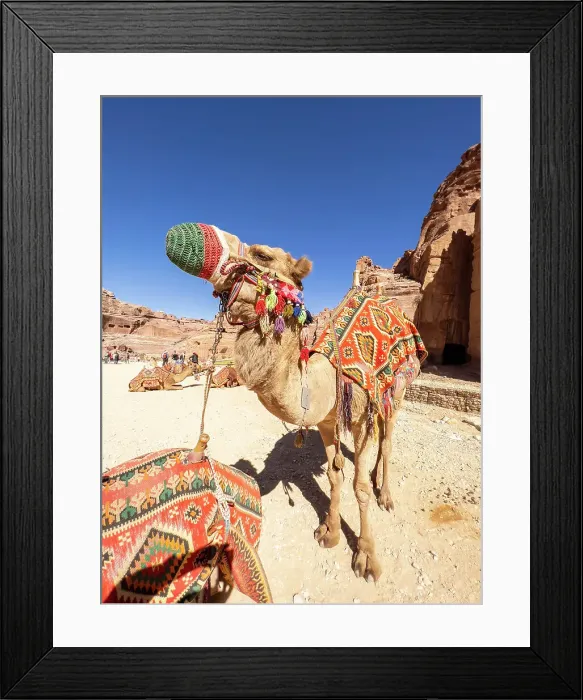 Framed Print : Camel on the Street of Facades, Petra Archaeological Park, UNESCO World Heritage Site, one of the New Seven Wonders of the World, Petra, Jordan, Middle East Framed Print : Camel on the Street of Facades, Petra Archaeological Park, UNESCO World Heritage Site, one of the New Seven Wonders of the World, Petra, Jordan, Middle East