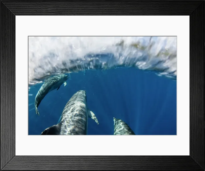Framed Print : A pod of Indo-Pacific bottlenose dolphin (Tursiops aduncus), off Bangka Island, off the northeastern tip of Sulawesi, Indonesia, Southeast Asia, Asia Framed Print : A pod of Indo-Pacific bottlenose dolphin (Tursiops aduncus), off Bangka Island, off the northeastern tip of Sulawesi, Indonesia, Southeast Asia, Asia
