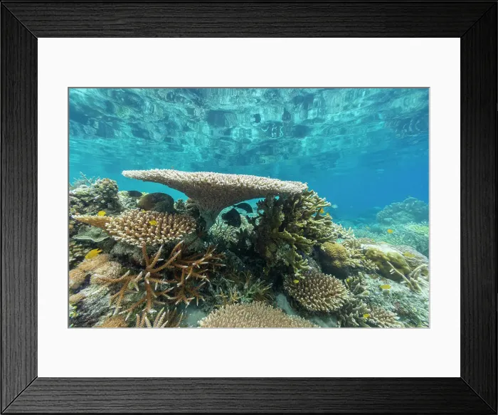 Framed Print : Corals in the crystal clear water in the shallow reefs off Bangka Island, off the northeastern tip of Sulawesi, Indonesia, Southeast Asia, Asia Framed Print : Corals in the crystal clear water in the shallow reefs off Bangka Island, off the northeastern tip of Sulawesi, Indonesia, Southeast Asia, Asia