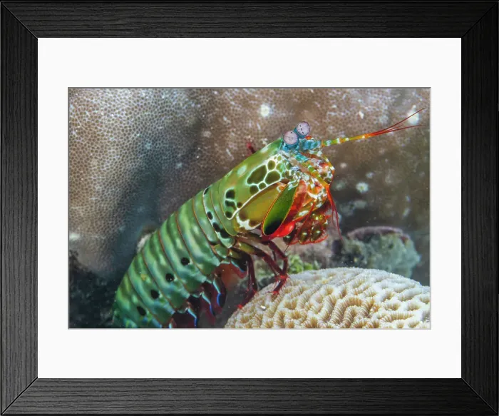 Framed Print : An adult peacock mantis (Odontodactylus scyllarus), in the Equator Islands, Raja Ampat, Indonesia, Southeast Asia, Asia Framed Print : An adult peacock mantis (Odontodactylus scyllarus), in the Equator Islands, Raja Ampat, Indonesia, Southeast Asia, Asia