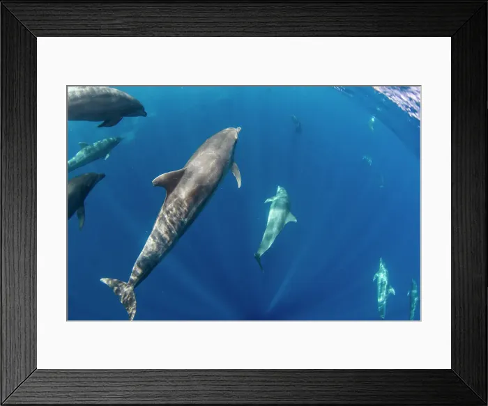 Framed Print : A pod of Indo-Pacific bottlenose dolphin (Tursiops aduncus), off Bangka Island, off the northeastern tip of Sulawesi, Indonesia, Southeast Asia, Asia Framed Print : A pod of Indo-Pacific bottlenose dolphin (Tursiops aduncus), off Bangka Island, off the northeastern tip of Sulawesi, Indonesia, Southeast Asia, Asia