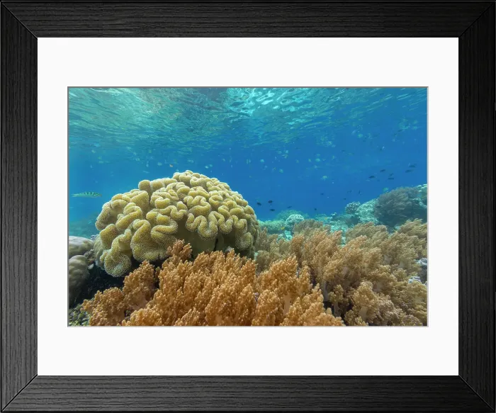 Framed Print : Corals in the crystal clear water in the shallow reefs off Bangka Island, off the northeastern tip of Sulawesi, Indonesia, Southeast Asia, Asia Framed Print : Corals in the crystal clear water in the shallow reefs off Bangka Island, off the northeastern tip of Sulawesi, Indonesia, Southeast Asia, Asia