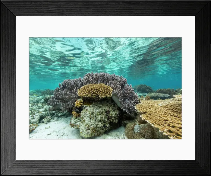 Framed Print : Corals in the crystal clear water in the shallow reefs off Bangka Island, off the northeastern tip of Sulawesi, Indonesia, Southeast Asia, Asia Framed Print : Corals in the crystal clear water in the shallow reefs off Bangka Island, off the northeastern tip of Sulawesi, Indonesia, Southeast Asia, Asia