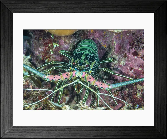 Framed Print : An adult painted spiny lobster (Panuluris versicolor), hunting off Bangka Island, off the northeastern tip of Sulawesi, Indonesia, Southeast Asia, Asia Framed Print : An adult painted spiny lobster (Panuluris versicolor), hunting off Bangka Island, off the northeastern tip of Sulawesi, Indonesia, Southeast Asia, Asia