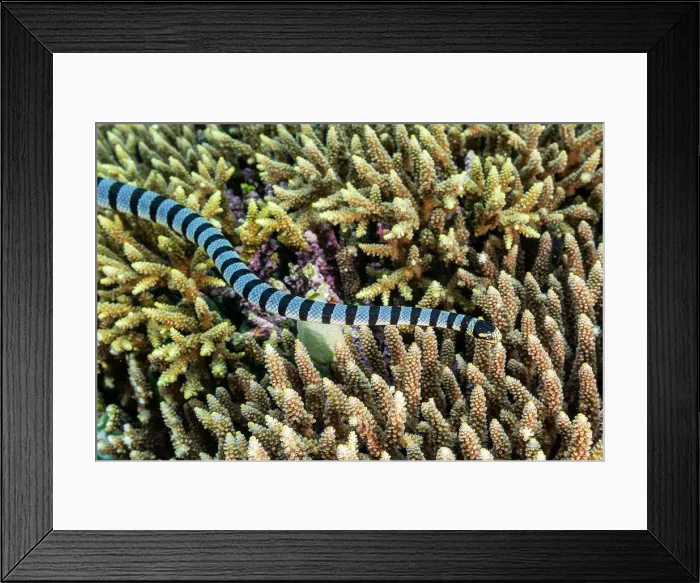 Framed Print : An adult banded sea krait (Laticauda colubrina), off Bangka Island, off the northeastern tip of Sulawesi, Indonesia, Southeast Asia, Asia Framed Print : An adult banded sea krait (Laticauda colubrina), off Bangka Island, off the northeastern tip of Sulawesi, Indonesia, Southeast Asia, Asia