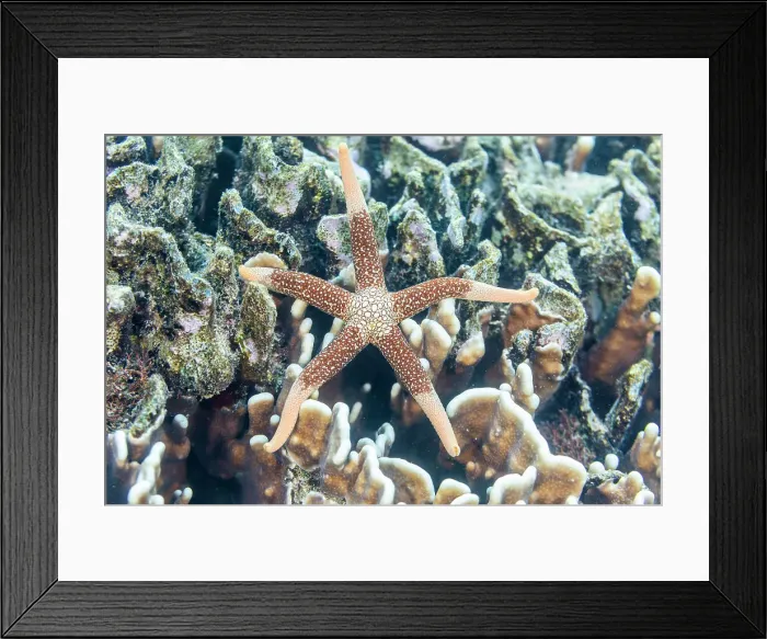 Framed Print : An adult necklace starfish (Fromia monilis), in the shallow reefs off Bangka Island, Indonesia, Southeast Asia, Asia Framed Print : An adult necklace starfish (Fromia monilis), in the shallow reefs off Bangka Island, Indonesia, Southeast Asia, Asia