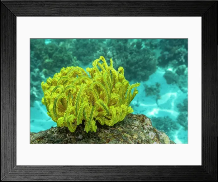 Framed Print : Bennett's feather star (Oxycomanthus bennetti), in the shallow reefs off Bangka Island, Indonesia, Southeast Asia, Asia Framed Print : Bennett's feather star (Oxycomanthus bennetti), in the shallow reefs off Bangka Island, Indonesia, Southeast Asia, Asia