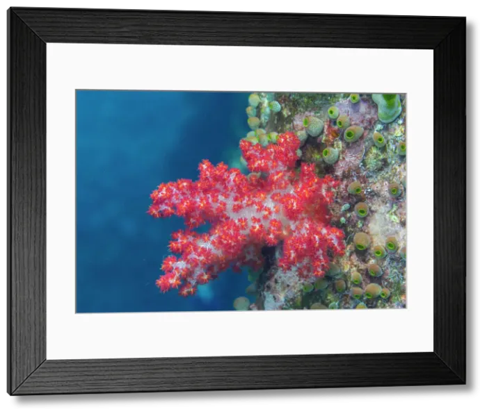 Framed Print : Soft coral from the Genus Scleronephthya in the shallow reefs off Sauwaderek Village Reef, Raja Ampat, Indonesia, Southeast Asia, Asia
