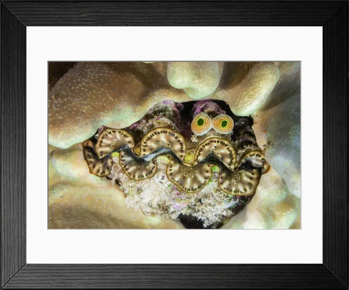 Framed Print : Giant Tridacna clams, genus Tridacna, in the shallow reefs off Bangka Island, off the northeastern tip of Sulawesi, Indonesia, Southeast Asia, Asia Framed Print : Giant Tridacna clams, genus Tridacna, in the shallow reefs off Bangka Island, off the northeastern tip of Sulawesi, Indonesia, Southeast Asia, Asia