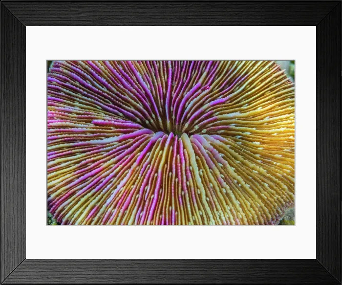 Framed Print : A common mushroom coral (Fungia fungites), at night in the rubble on Kawe Island, Raja Ampat, Indonesia, Southeast Asia, Asia