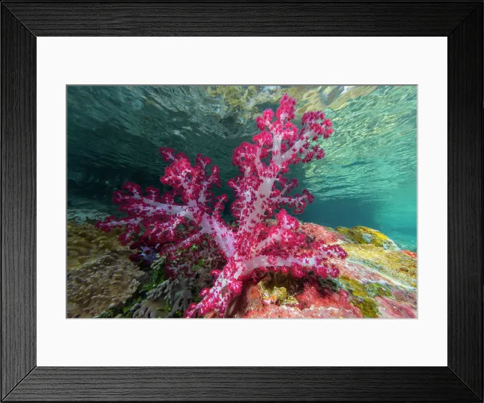 Framed Print : Soft coral from the Genus Scleronephthya in the shallow waters off Waigeo Island, Raja Ampat, Indonesia, Southeast Asia, Asia Framed Print : Soft coral from the Genus Scleronephthya in the shallow waters off Waigeo Island, Raja Ampat, Indonesia, Southeast Asia, Asia