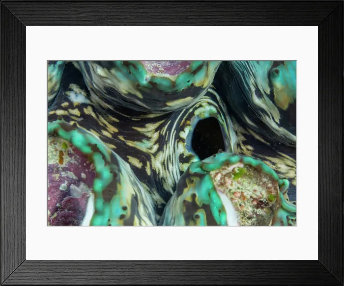 Framed Print : Giant Tridacna clams, genus Tridacna, in the shallow reefs off the Equator Islands, Raja Ampat, Indonesia, Southeast Asia, Asia Framed Print : Giant Tridacna clams, genus Tridacna, in the shallow reefs off the Equator Islands, Raja Ampat, Indonesia, Southeast Asia, Asia