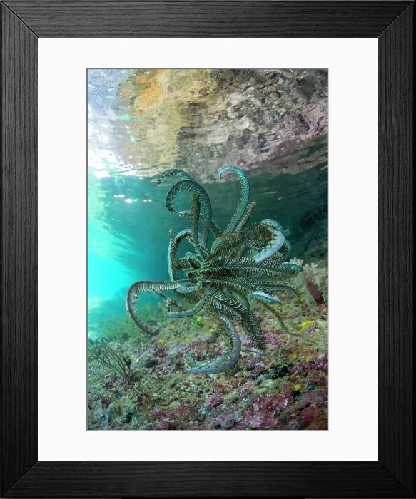 Framed Print : Beautiful feather star (Cenometra bella), in the shallow reefs off Waigeo Island, Raja Ampat, Indonesia, Southeast Asia, Asia Framed Print : Beautiful feather star (Cenometra bella), in the shallow reefs off Waigeo Island, Raja Ampat, Indonesia, Southeast Asia, Asia