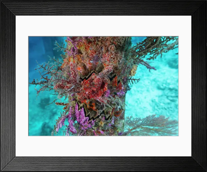 Framed Print : Encrusting sponges, soft corals, and other invertabrates living on pilings on Arborek Reef, Raja Ampa, Indonesia, Southeast Asia, Asia Framed Print : Encrusting sponges, soft corals, and other invertabrates living on pilings on Arborek Reef, Raja Ampa, Indonesia, Southeast Asia, Asia