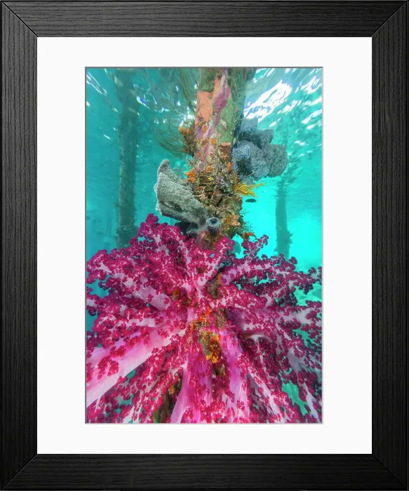 Framed Print : Soft coral from the Genus Scleronephthya in the shallow waters off Arborek Reef, Raja Ampat, Indonesia, Southeast Asia, Asia Framed Print : Soft coral from the Genus Scleronephthya in the shallow waters off Arborek Reef, Raja Ampat, Indonesia, Southeast Asia, Asia
