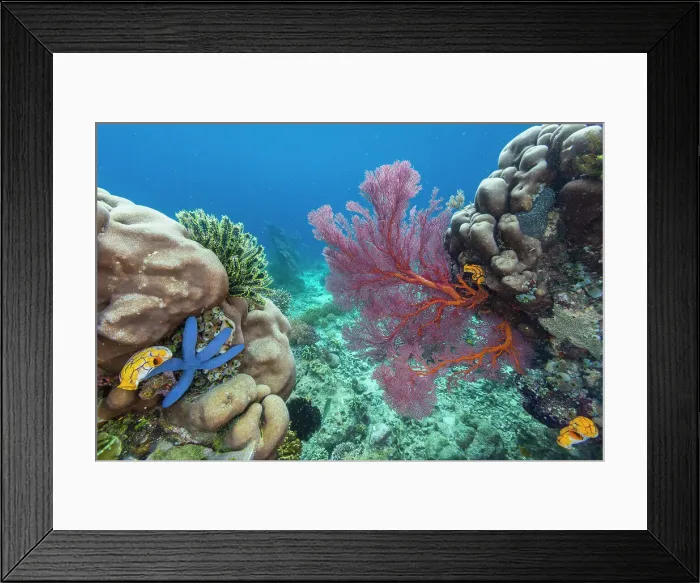 Framed Print : Sea stars, tunicates, and sea fans, on Freewin Wall, near Waigeo Island, Raja Ampat, Indonesia, Southeast Asia, Asia Framed Print : Sea stars, tunicates, and sea fans, on Freewin Wall, near Waigeo Island, Raja Ampat, Indonesia, Southeast Asia, Asia