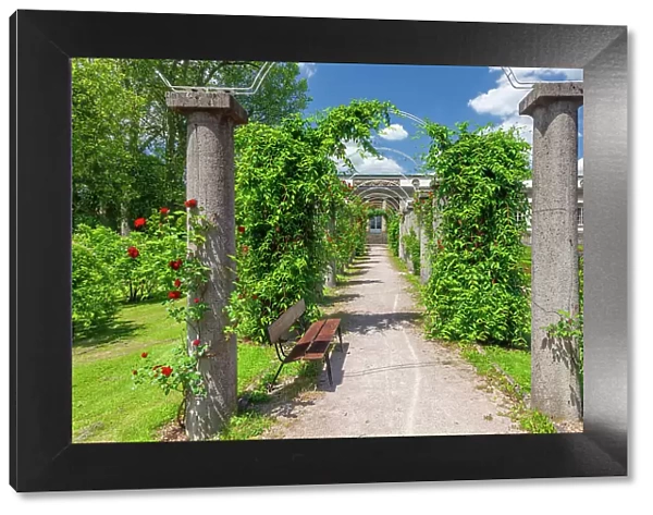 Rose garden at Rosenstein Palace, Rosenstein Park, Stuttgart, Baden-Wurttemberg, Germany, Europe