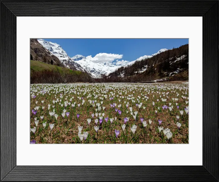 Framed Print : Colorful crocus in bloom flowering in meadows in spring, Fedoz valley, Bregaglia, Engadine, Canton of Graubunden, Switzerland, Europe Framed Print : Colorful crocus in bloom flowering in meadows in spring, Fedoz valley, Bregaglia, Engadine, Canton of Graubunden, Switzerland, Europe