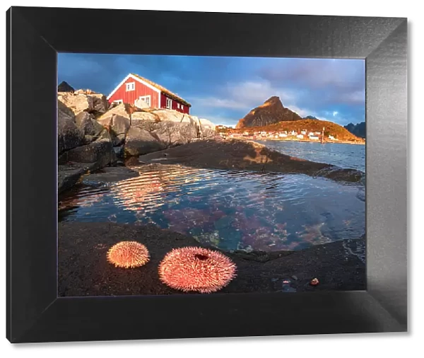 Colorful sea anemones on rocks framing a lone fisherman cabin at dawn, Reine, Lofoten Islands, Nordland, Norway, Scandinavia, Europe