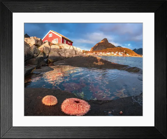 Framed Print : Colorful sea anemones on rocks framing a lone fisherman cabin at dawn, Reine, Lofoten Islands, Nordland, Norway, Scandinavia, Europe Framed Print : Colorful sea anemones on rocks framing a lone fisherman cabin at dawn, Reine, Lofoten Islands, Nordland, Norway, Scandinavia, Europe