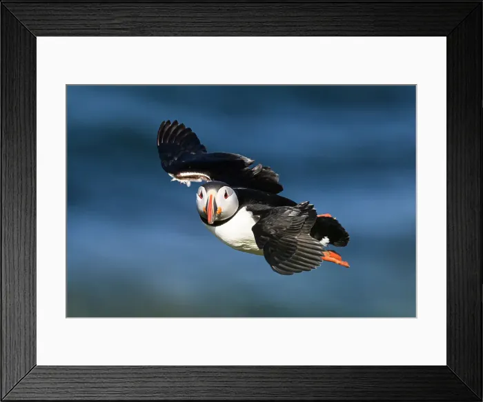 Framed Print : Atlantic Puffin in flight, United Kingdom, Europe Framed Print : Atlantic Puffin in flight, United Kingdom, Europe