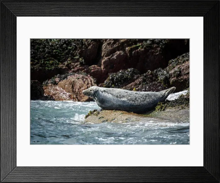 Framed Print : Atlantic Grey Seal, United Kingdom, Europe Framed Print : Atlantic Grey Seal, United Kingdom, Europe