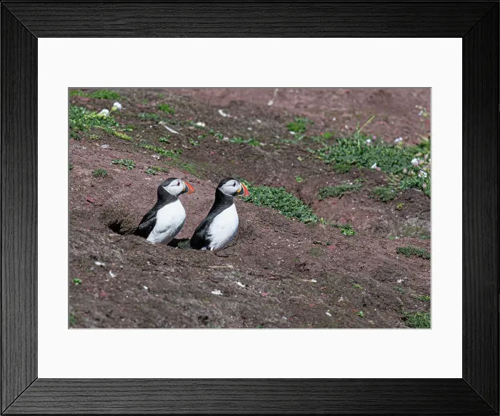 Framed Print : Brace of Atlantic Puffins, United Kingdom, Europe Framed Print : Brace of Atlantic Puffins, United Kingdom, Europe
