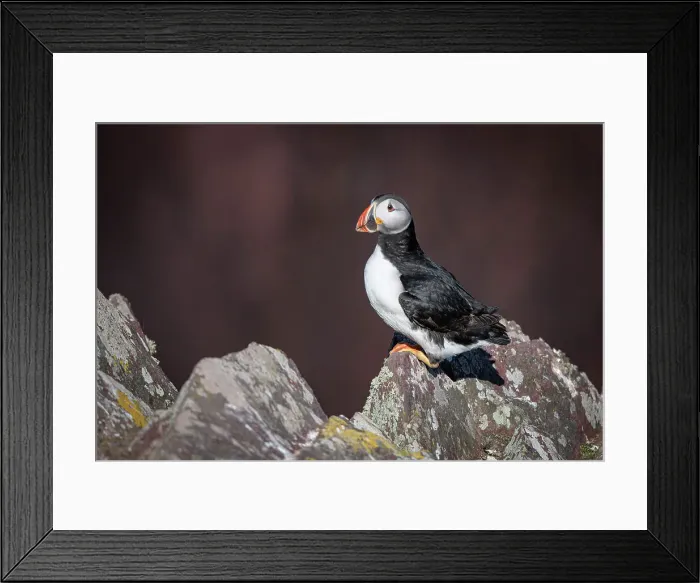 Framed Print : Atlantic Puffin on the rock, United Kingdom, Europe Framed Print : Atlantic Puffin on the rock, United Kingdom, Europe