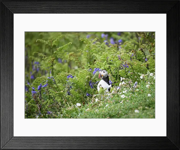 Framed Print : Atlantic Puffin in bracken and bluebells, United Kingdom, Europe Framed Print : Atlantic Puffin in bracken and bluebells, United Kingdom, Europe