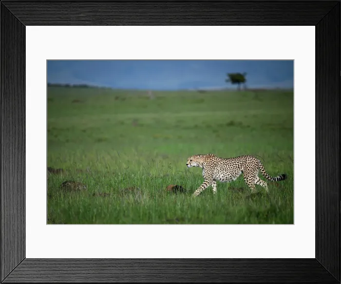 Framed Print : Cheetah (Acinonyx Jubatus), Mara North, Kenya, East Africa, Africa Framed Print : Cheetah (Acinonyx Jubatus), Mara North, Kenya, East Africa, Africa