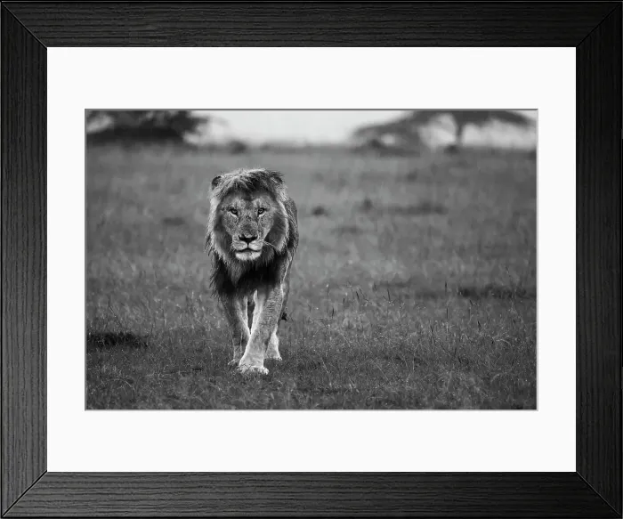 Framed Print : African lion (Panthera Leo), Maasai Mara, Mara North, Kenya, East Africa, Africa Framed Print : African lion (Panthera Leo), Maasai Mara, Mara North, Kenya, East Africa, Africa