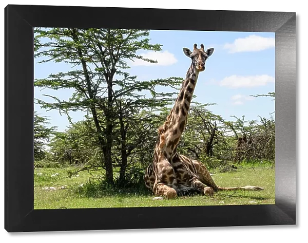 Maasai Giraffe, (Giraffa Tippelskirchi), Mara North, Kenya, East Africa, Africa